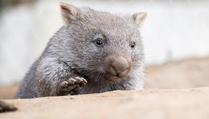 Tiersch&uuml;tzer f&uuml;rchten, dass das Wombat-Baby bei der Aktion verletzt wurde. (Symbolbild)