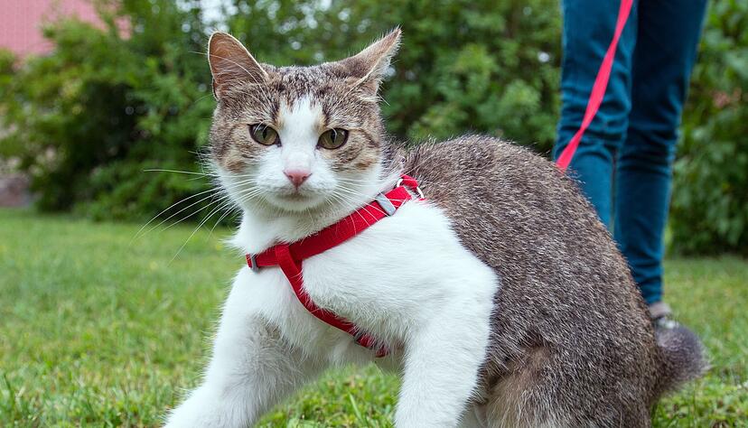 Am besten starten Katzen ihre ersten Ausflüge an der Leine in einer ruhigen Umgebung, etwa im Garten.
