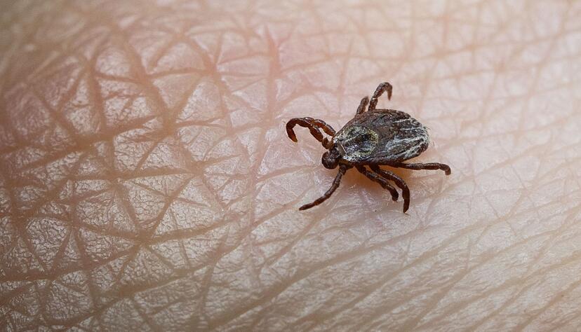 Zecken k&ouml;nnen FSME &uuml;bertragen - aber nicht nur. (Archivbild)