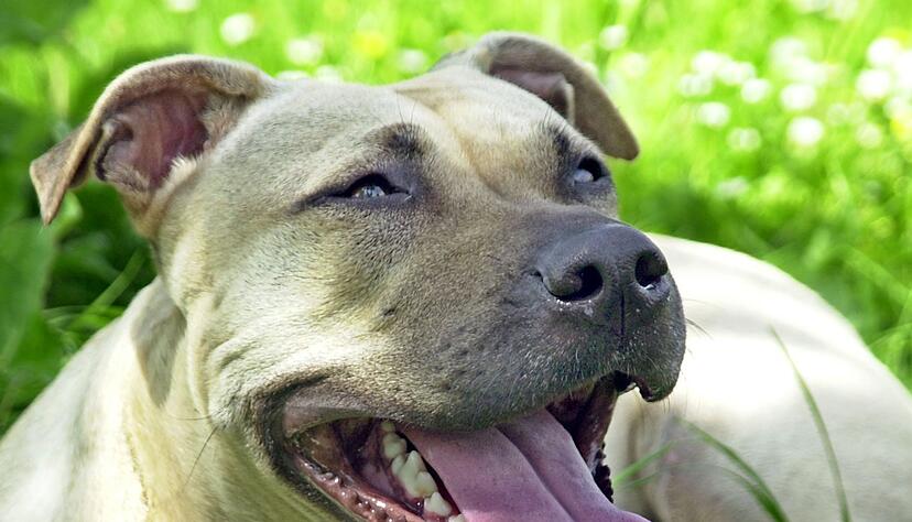 Ein Hund hat einen Mann angegriffen und lebensgefährlich verletzt. (Symbolbild) Ein Hund hat einen Mann angegriffen und lebensgefährlich verletzt. (Symbolbild)