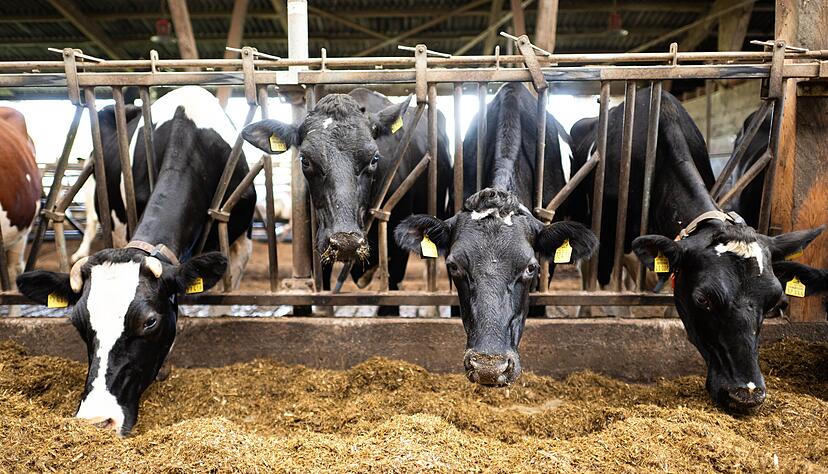 Der Blick in den Stall ist bei vielen Betrieben im Rahmen der Gl&auml;sernen Produktion m&ouml;glich.