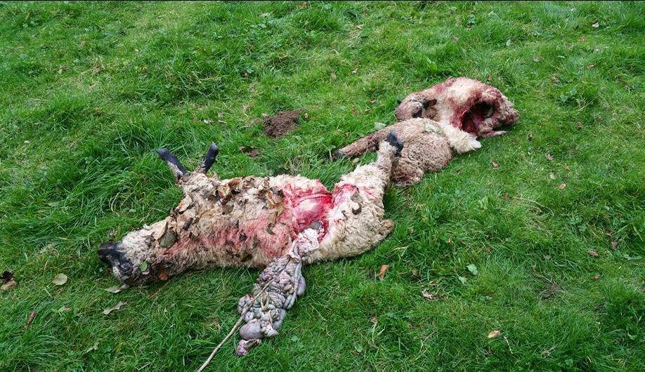 Schafsherde von Unterkessach