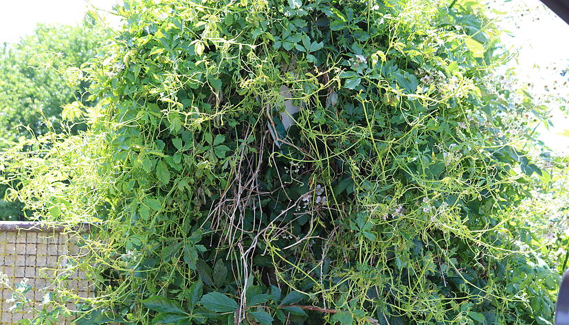 Das Schild Landschaftsschutzgebiet ist nicht mehr erkennbar. Das Schild Landschaftsschutzgebiet ist nicht mehr erkennbar.