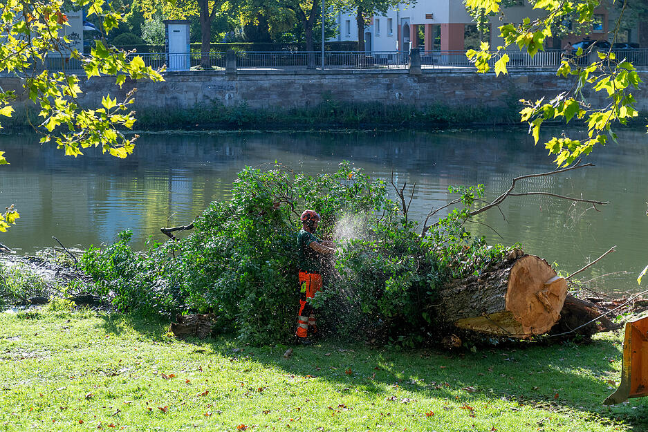 Umgestürzte Weide wird aus dem Wasser geholt