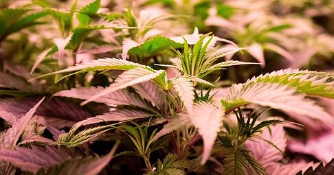 Bereits seit einigen Jahren wird Cannabis für medizinische Zwecke wie Schmerzlinderung bei Schwerkranken erlaubt.