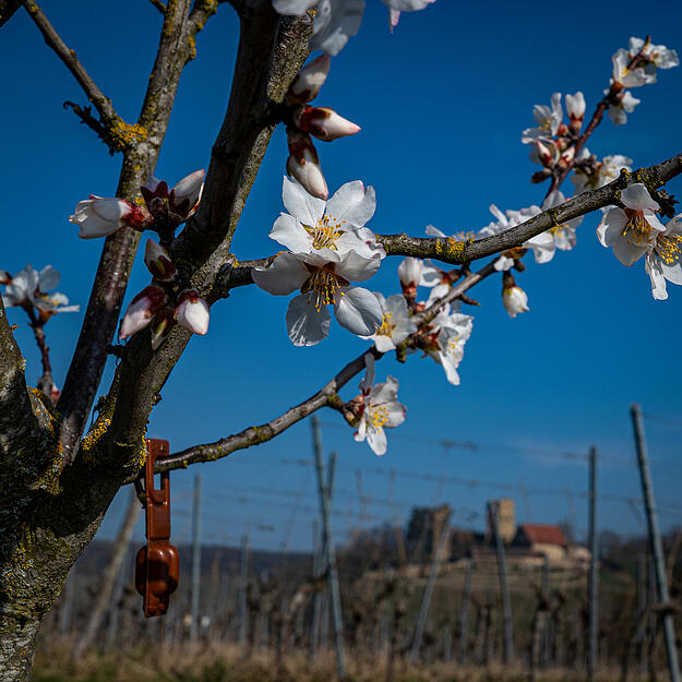 Eine Idylle in den Weinbergen. Die Mandelbl&uuml;te mit Blick auf die Burg Neipperg.