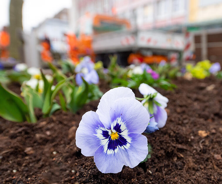 Erste Frühjahrsblüher in Heilbronn Erste Frühjahrsblüher in Heilbronn