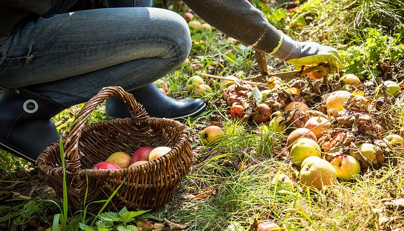 Fremde Früchte: Solche, die von selbst vom Nachbargrundstück auf das eigene fallen, dürfen aufgesammelt werden - Nachhelfen ist aber verboten. Fremde Früchte: Solche, die von selbst vom Nachbargrundstück auf das eigene fallen, dürfen aufgesammelt werden - Nachhelfen ist aber verboten.