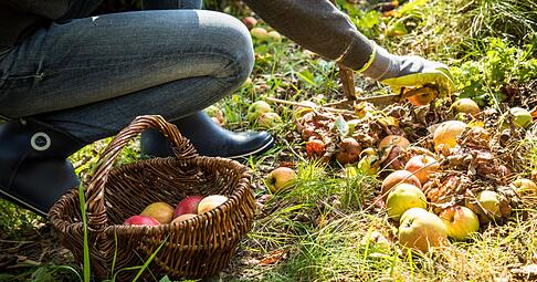Fremde Früchte: Solche, die von selbst vom Nachbargrundstück auf das eigene fallen, dürfen aufgesammelt werden - Nachhelfen ist aber verboten.