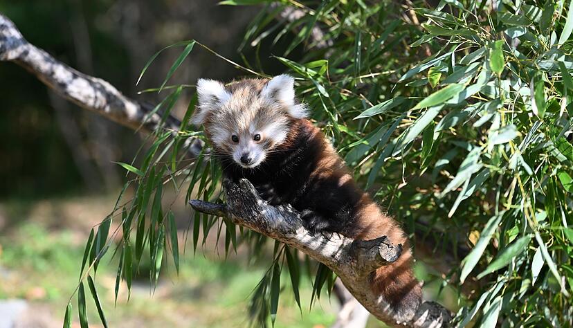 Die Tierart steht auf der Roten Liste der Internationalen Union zur Bewahrung der Natur (IUCN) und gilt als stark gef&auml;hrdet.