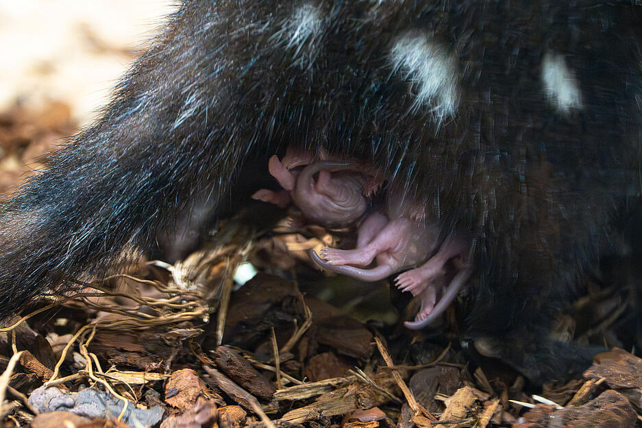 Bereits Ende Oktober 2024 hat eines der Quoll-Weibchen m&ouml;glicherweise bis zu 30 Jungtiere zur Welt gebracht. Im Februar zeigte es sich dann mit seinem Nachwuchs.