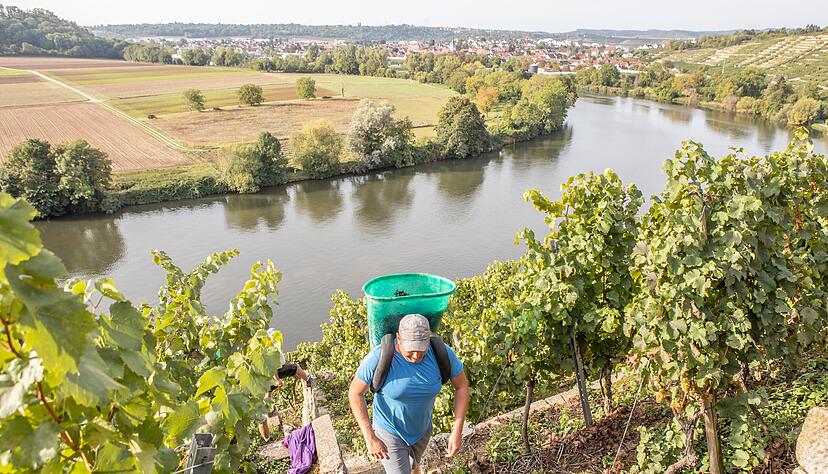 Etwa 70 Prozent Steigung hat der Weinberg oberhalb der Kirchheimer Neckarschleife an dieser Stelle. Es geht aber noch steiler. Für die polnischen Erntehelfer bedeutet die Lese eine enorme körperliche Anstrengung.
Fotos: Helmut Melchert