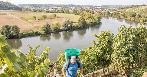 Etwa 70 Prozent Steigung hat der Weinberg oberhalb der Kirchheimer Neckarschleife an dieser Stelle. Es geht aber noch steiler. Für die polnischen Erntehelfer bedeutet die Lese eine enorme körperliche Anstrengung.
Fotos: Helmut Melchert