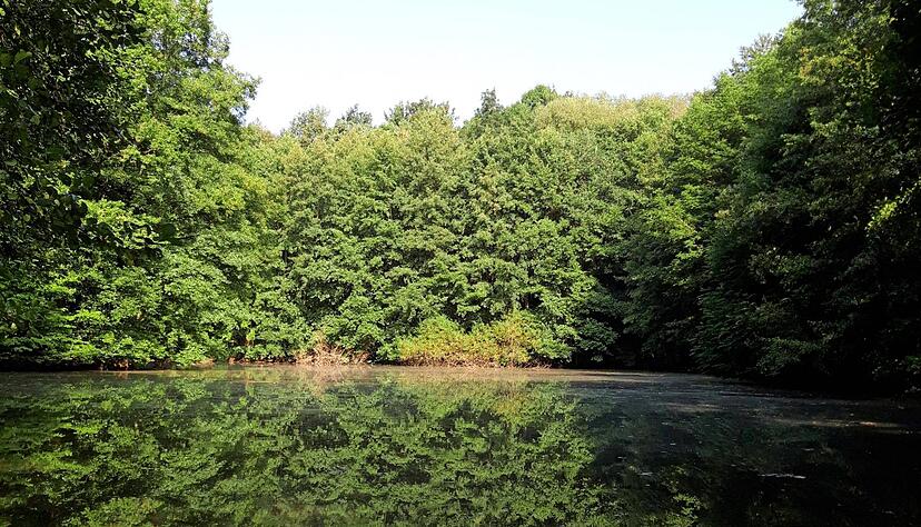 Rund um den Waldsee im Bad Rappenauer Stadtwald startet am 30. April die Reihe "Kids Go F&ouml;rster" des Waldnetzwerks. Kinder ab acht Jahren k&ouml;nnen sich zu dem Jahresprojekt anmelden.
Foto: Archiv/Hofmann