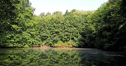 Rund um den Waldsee im Bad Rappenauer Stadtwald startet am 30. April die Reihe "Kids Go Förster" des Waldnetzwerks. Kinder ab acht Jahren können sich zu dem Jahresprojekt anmelden.
Foto: Archiv/Hofmann Rund um den Waldsee im Bad Rappenauer Stadtwald startet am 30. April die Reihe "Kids Go Förster" des Waldnetzwerks. Kinder ab acht Jahren können sich zu dem Jahresprojekt anmelden.
Foto: Archiv/Hofmann