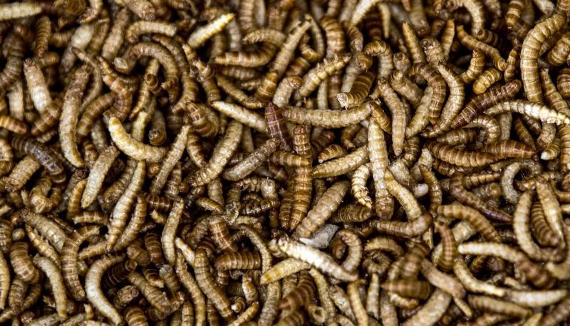 Nudeln aus Buffalo-Mehlw&uuml;rmer gibt es demn&auml;chst in einem Laden in der Metro-Zentrale zu kaufen. Foto: Federico Gambarini