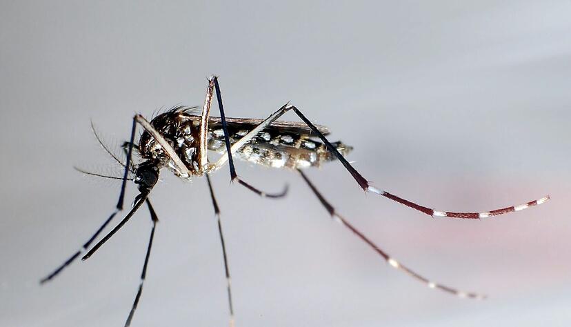 Die Ägyptische Tigermücke, auch Gelbfiebermücke genannt, überträgt verschiedene Krankheiten, darunter das Chikungunya-Virus.