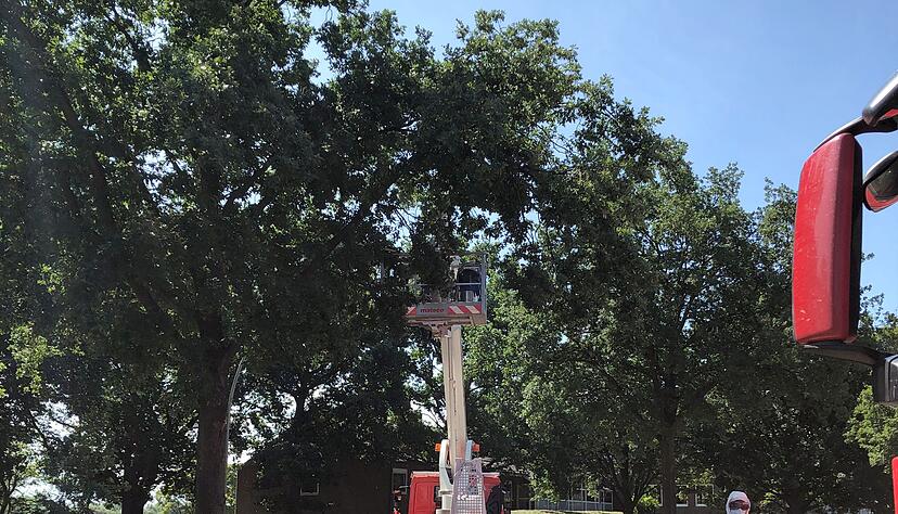 Die Autobahnmeisterei lässt auf dem Rastplatz Stillhorn Ost Nester des Eichenprozessionsspinners von Bäumen absaugen. Die Autobahnmeisterei lässt auf dem Rastplatz Stillhorn Ost Nester des Eichenprozessionsspinners von Bäumen absaugen.