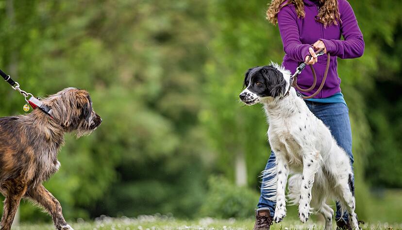 Mit Leinenrowdys lohnt es sich, frontale Hundebegegnungen zu vermeiden.