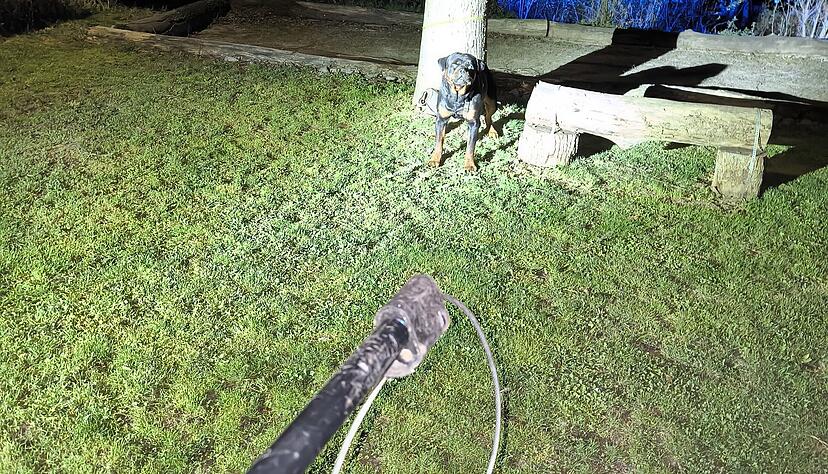 Mit einer Fangstange n&auml;hern sich Tierretter dem am Baum angeleinten Rottweiler.