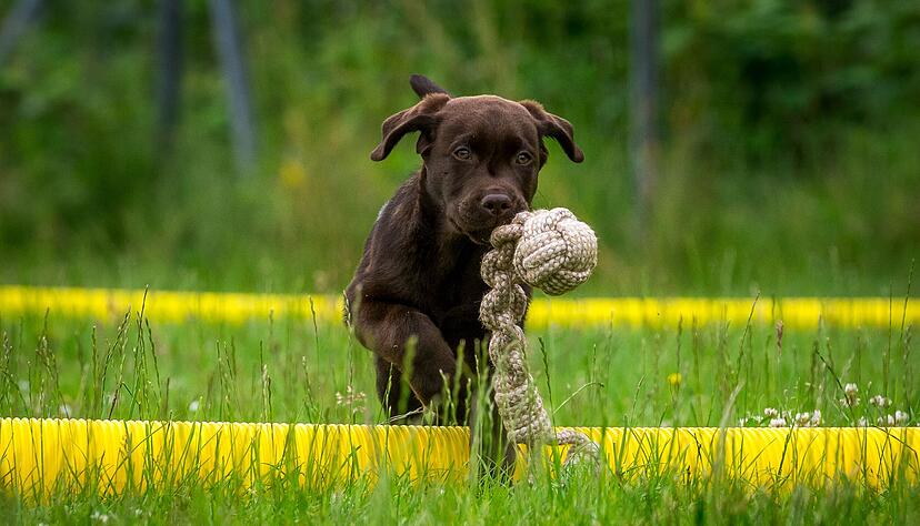 Fr&uuml;h &uuml;bt sich: Wer im Welpenalter den Grundstein legt, kann sich sp&auml;ter &uuml;ber einen gut erzogenen Hund freuen.