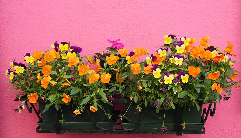 Klassische Frühjahrsblüher wie Hornveilchen können Nachtfrost ab. Klassische Frühjahrsblüher wie Hornveilchen können Nachtfrost ab.