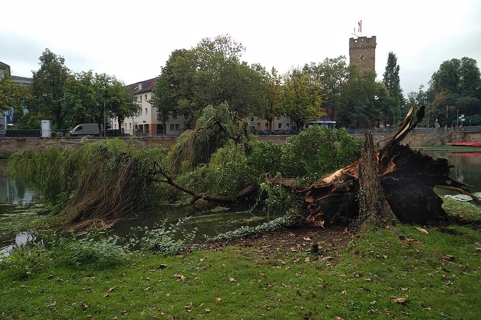 Baum kippt in den Neckar