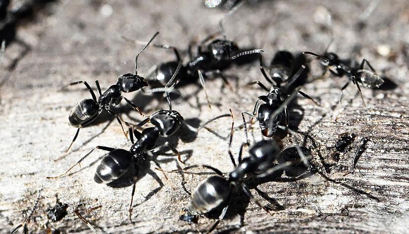 Die Ameisenart gilt als bissig und aggressiv. (Archivbild) Die Ameisenart gilt als bissig und aggressiv. (Archivbild)