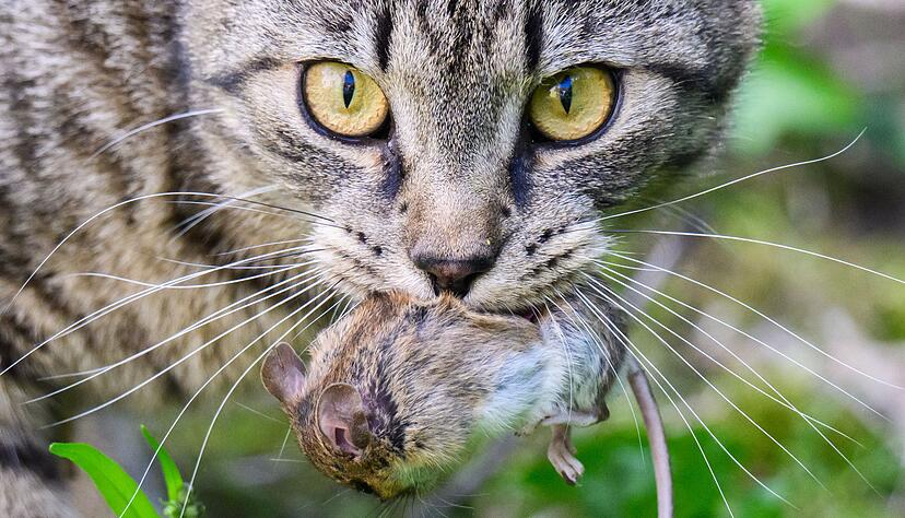 Mäusefänger, Vogelfresser - es gibt zuviele Katzen im Südwesten. (Archivbild) Mäusefänger, Vogelfresser - es gibt zuviele Katzen im Südwesten. (Archivbild)