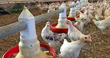 Auf dem Hof der Familie Hafner in Westernbach werden aus den männlichen Eintagsküken stolze Junghähne. Diese werden nach gut 80 Tagen geschlachtet.
Fotos: Jörg Kühl Auf dem Hof der Familie Hafner in Westernbach werden aus den männlichen Eintagsküken stolze Junghähne. Diese werden nach gut 80 Tagen geschlachtet.
Fotos: Jörg Kühl
