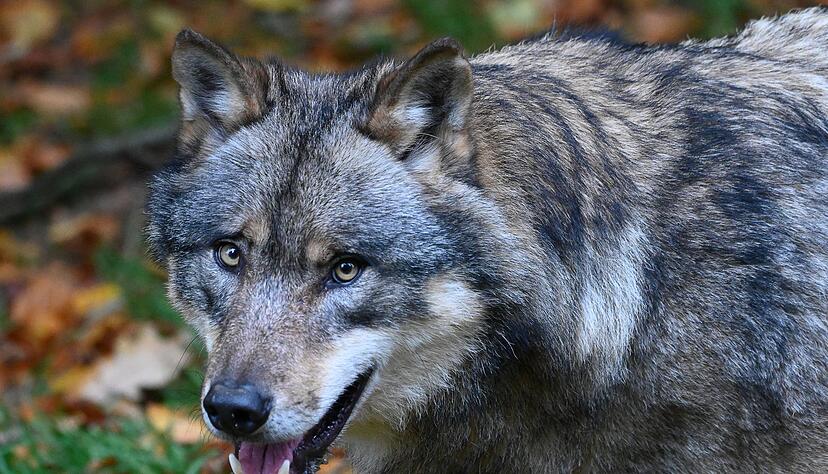 Ein Wolf läuft durch einen Wald. Ein Wolf läuft durch einen Wald.