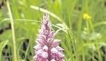 Eine der Orchideenarten, die in Roigheim wachsen: das Helmknabenkraut.