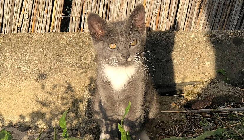 Kater Emil kam in Eppingen auf grausame Art und Weise ums Leben. Kater Emil kam in Eppingen auf grausame Art und Weise ums Leben.