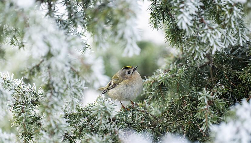 Frostig - aber wenig Aussicht auf Schnee.