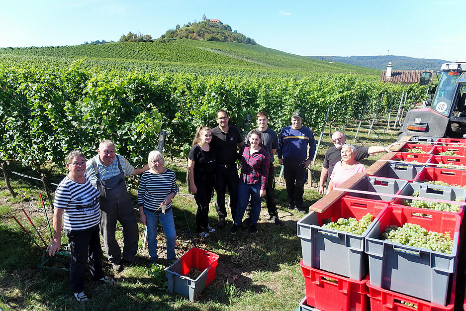 Weinleseauftakt mit Sauvignon blanc: Die Wengerterfamilie Beyl hat mit Helfern aus dem Verwandten- und Bekanntenkreis an diesem Morgen 20 Ar abgeerntet