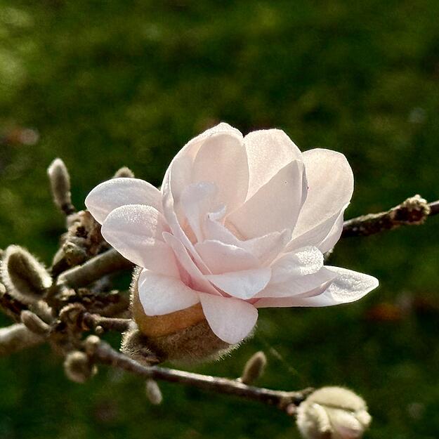 Fr&uuml;h am Morgen hat die Sternmagnolie ihre Bl&uuml;ten noch nicht ganz ge&ouml;ffnet.