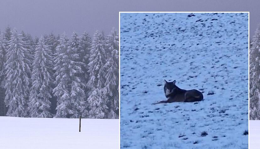 Im Ostalbkreis haben Fußgänger einen Wolf gefilmt. Im Ostalbkreis haben Fußgänger einen Wolf gefilmt.