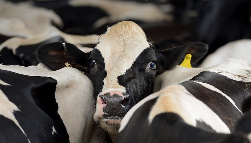 Milchkühe in den USA in Dutzenden Betrieben sind mit dem Vogelgrippevirus infiziert. Experten sind alarmiert.