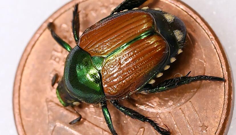 Ein präparierter Japankäfer (Popillia japonica). Ein präparierter Japankäfer (Popillia japonica).