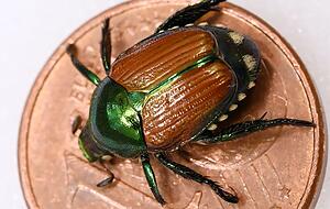 Ein präparierter Japankäfer (Popillia japonica). Ein präparierter Japankäfer (Popillia japonica).