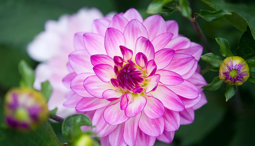 Die Dahlie lässt sich leicht erkennen: Ihre Blüte hat viele kleine Blätter, die sich untereinander anordnen. Die Dahlie lässt sich leicht erkennen: Ihre Blüte hat viele kleine Blätter, die sich untereinander anordnen.