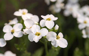 Die G&auml;nsekresse produziert immer wieder neue Bl&uuml;ten nach, so dass die Pracht lange w&auml;hrt. Foto: Andrea Warnecke/dpa-tmn