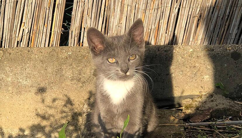 Kater Emil starb in einem Fangeisen, das auf einem Grundstück in Eppingen aufgestellt wurde. Kater Emil starb in einem Fangeisen, das auf einem Grundstück in Eppingen aufgestellt wurde.