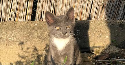 Kater Emil starb in einem Fangeisen, das auf einem Grundstück in Eppingen aufgestellt wurde. Kater Emil starb in einem Fangeisen, das auf einem Grundstück in Eppingen aufgestellt wurde.