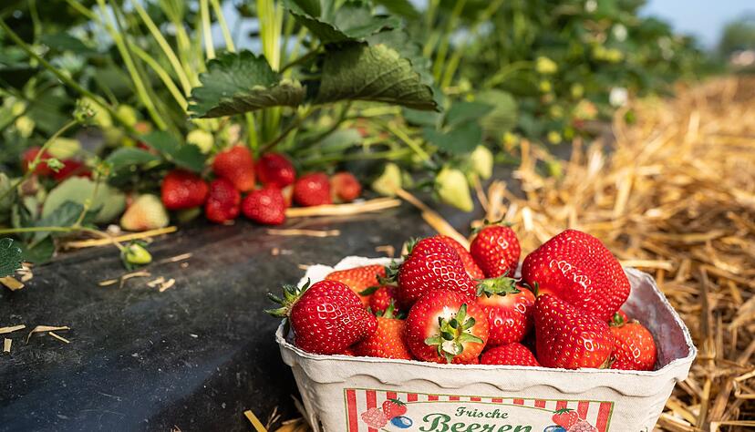 Ende der Woche gehen die ersten Erdbeeren der Saison in den Verkauf.