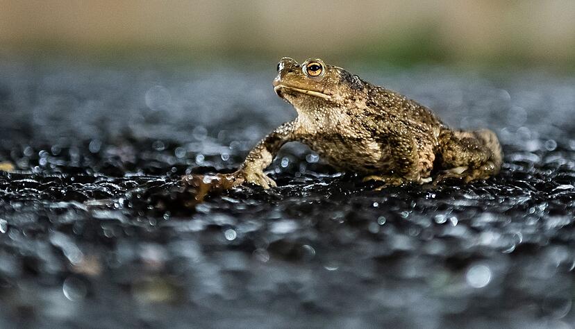 Die Deutsche Wildtier Stiftung empfiehlt Tempo 30 an Kr&ouml;tenwanderwegen, damit die Tiere keine t&ouml;dlichen Verletzungen durch Str&ouml;mungsdruck erleiden.