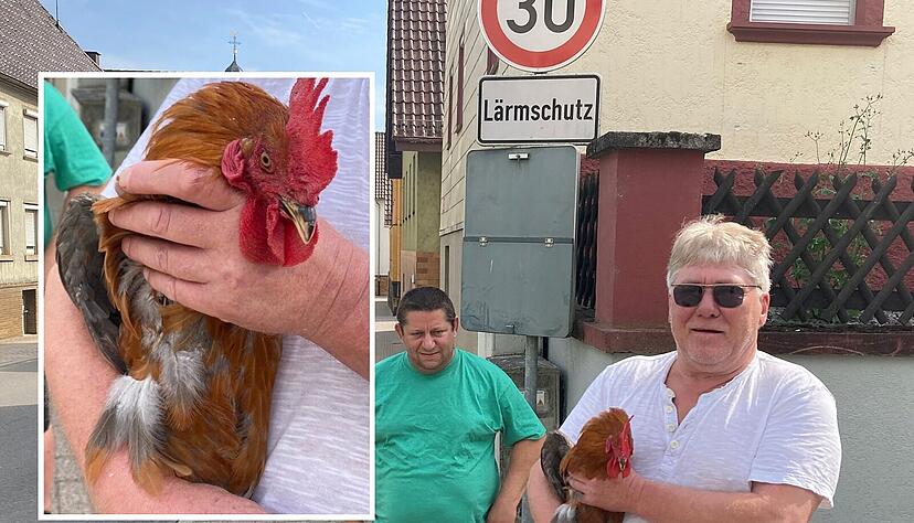 Hahn Fridolin ist wieder bei seinem Besitzer Marcus Rudlof, der sagt: "Wo man hinhört, ist die Stimmung pro Fridolin." Hahn Fridolin ist wieder bei seinem Besitzer Marcus Rudlof, der sagt: "Wo man hinhört, ist die Stimmung pro Fridolin."