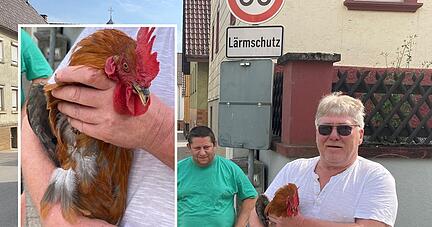 Hahn Fridolin ist wieder bei seinem Besitzer Marcus Rudlof, der sagt: "Wo man hinhört, ist die Stimmung pro Fridolin." Hahn Fridolin ist wieder bei seinem Besitzer Marcus Rudlof, der sagt: "Wo man hinhört, ist die Stimmung pro Fridolin."