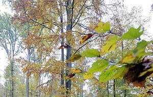 Besonders im Herbst ist der bewusst schlicht gehaltene Platz des Abschieds ein sehr stimmungsvoller Ort. Fotos: Dennis Mugler