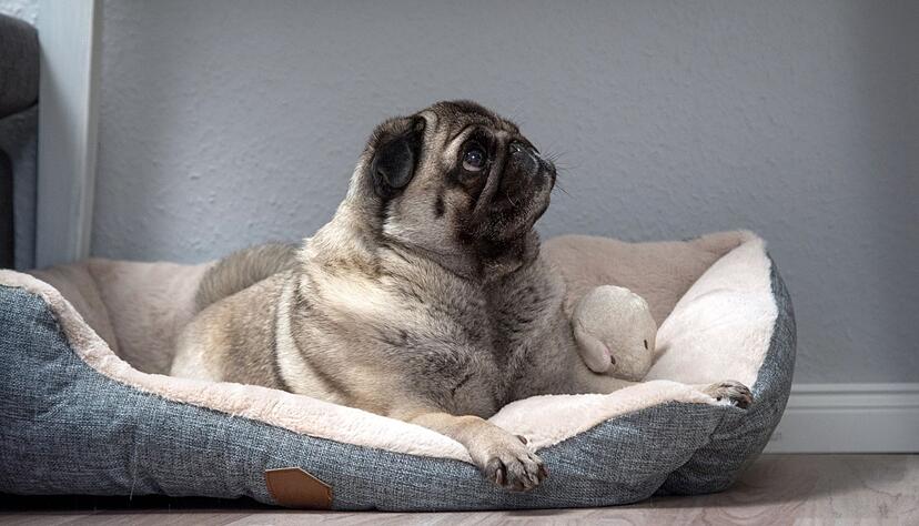 Auch wenn der Hund mit ins Bett von Herrchen oder Frauchen darf, sollte er ein eigenes Bett haben. An einer geschützten Stelle und ohne Zugluft.